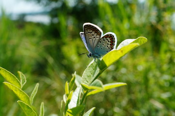 Butterfly in wild flowers. Flower landscape.