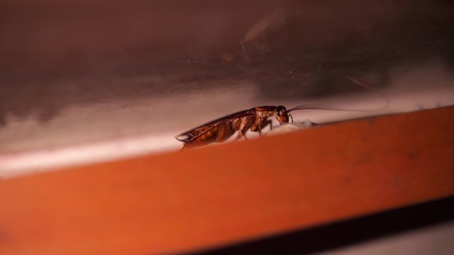Big Cockroach Making Nest at the Kitchen. Pest Control House Hygiene Concept. 4K Macro Closeup Bug.