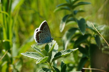 butterfly on flower