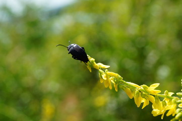 beetle on flower