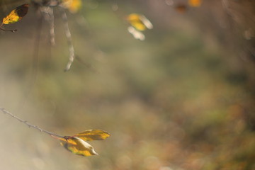 sunlight through the yellow colorful leaves of a tree branch in the wind