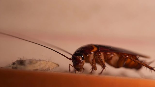 Big Cockroach Making Nest at the Kitchen. Pest Control House Hygiene Concept. 4K Macro Closeup Bug.