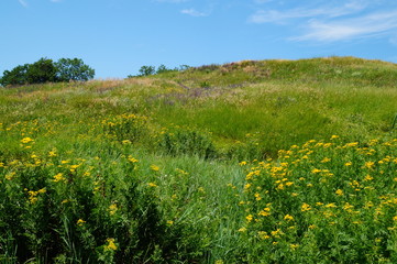 Obraz premium field of yellow flowers