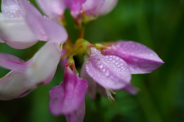 pink flower with water drops of dew