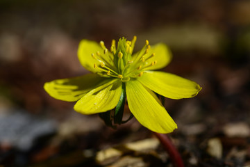 Winterling Makro Eranthis hyemalis Blume Kälte Sprießen Nahaufnahme erblühen Frühblüher Winter...