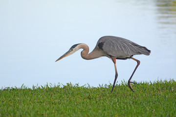 Great Blue Heron foraging for bugs by a Florida lake.