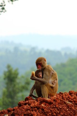 Baby monkey in mom lap