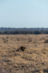 Impression of a Male Lion - Panthera leo- resting on the plains of Etosha national park, Namibia;...