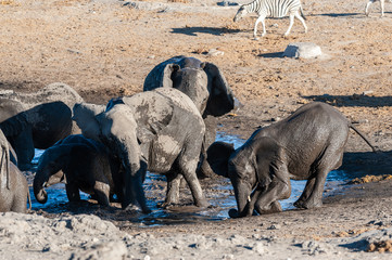 A herd of African Elephant -Loxodonta Africana- taking a bath in a waterhole in Etosha national Park. A group of Burchell's Plains zebra (Equus quagga burchelli) is seen in the background.