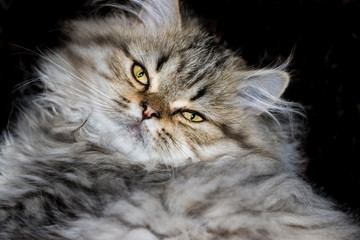 Playful long-haired kitten Persian chinchilla gray color. Home pet. Naughty cat.