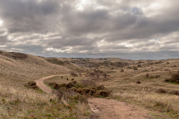 Sand path through a dune valley with wild horses