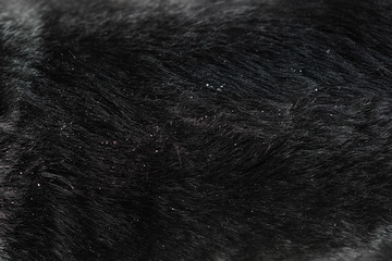 Close-up on dog hair dandruff - obrazy, fototapety, plakaty