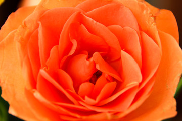 Makroaufnahme einer Rose