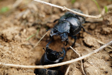 beetle on leaf