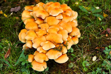 Giftiges Pilzgeflecht