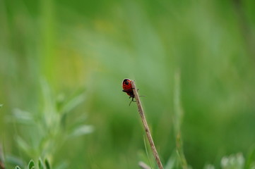 ladybird on flower