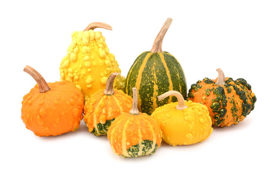 Seven ornamental gourds - mix of colours