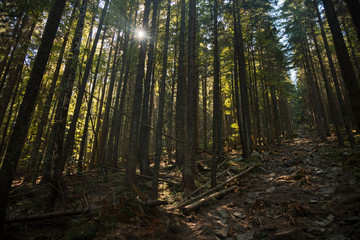 Obraz premium Majestic Green Mountain pine forest landscape felling of trees passage in morning time with sun light and beams through foliage 