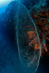 filet de peche sur recifs coralliens