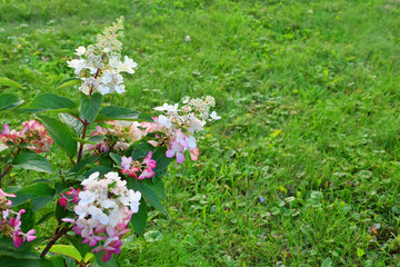 Hydrangea paniculata with white pink flowers growing on green lawn grass in summer day outdoors.