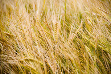 Landwirtschaftliches Getreidefeld