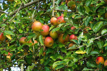 Frische Äpfel an Apfelbaum