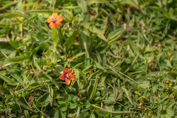 Scarlet Pimpernel Flower Amidst Green Leaves