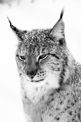 Norway polar lynx