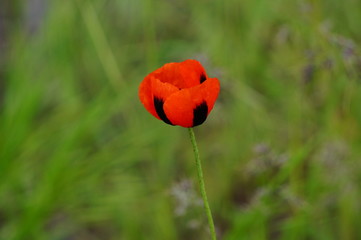 red poppy in field