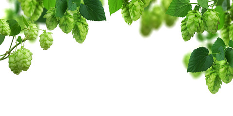Widescreen natural background with hop branches, cones and leaves. Panorama. Hop cones close-up....