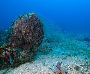 filet de pêche sur éponge marine