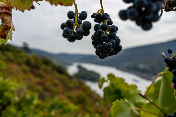 closeup of grapes on  rheinsteig trail in the middle rhine valley, germany
