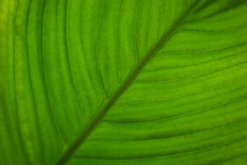 Textures of the ribs of a green leaf of an Alocasia plant