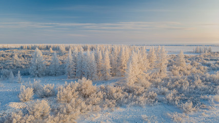 Fototapeta na wymiar Beautiful winter landscape of tundra , frost on the branches of trees, the first snow, Arctic Circle.The forest is covered with hoarfrost in the sunlight