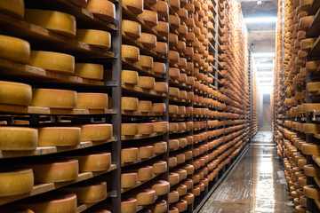 Cheese factory production shelves with aging cheese - 302955024