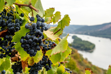 closeup of grapes on  rheinsteig trail in the middle rhine valley, germany