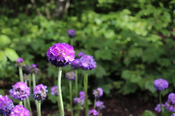 Closeup of spherical flower with purple petals