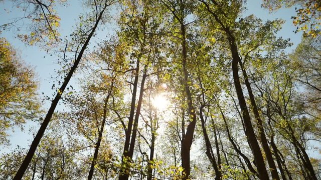 The wind blowing on the leaves of the tall trees in the mountain trail and the sun flaring behind them as the camera pans.