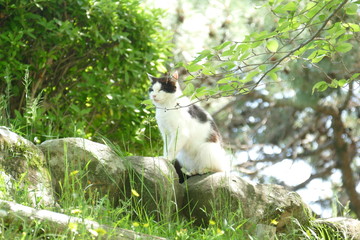 Fototapeta premium 猫