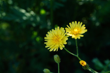 daisy in the grass