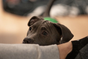 puppy wants to get in your lap