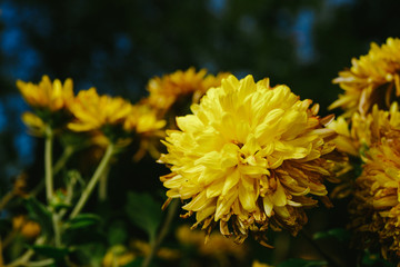Yellow flowers of rudbeckia laciniata Goldquelle in the open