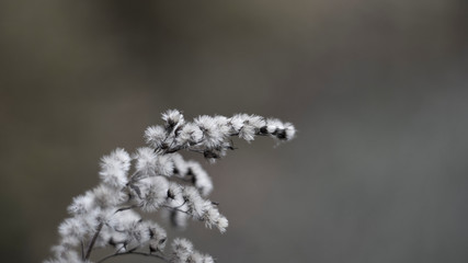 weiße stachelige Blume im Herbst