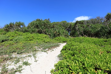 Fototapeta na wymiar 南国沖縄の紺碧の空と亜熱帯植物