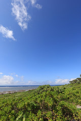 南国沖縄の美しい空と亜熱帯植物