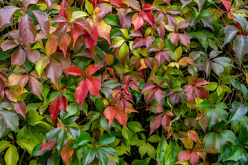 colorful leaves in fall