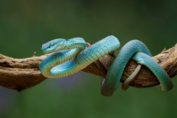The face of the blue viper close up is ready to attack
