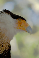 Bird of Prey Close-up: Caracara in Florida