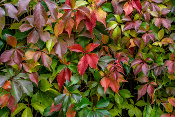 colorful leaves in fall