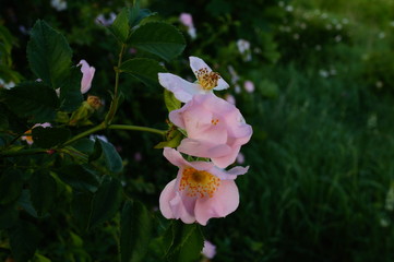 orchid in garden